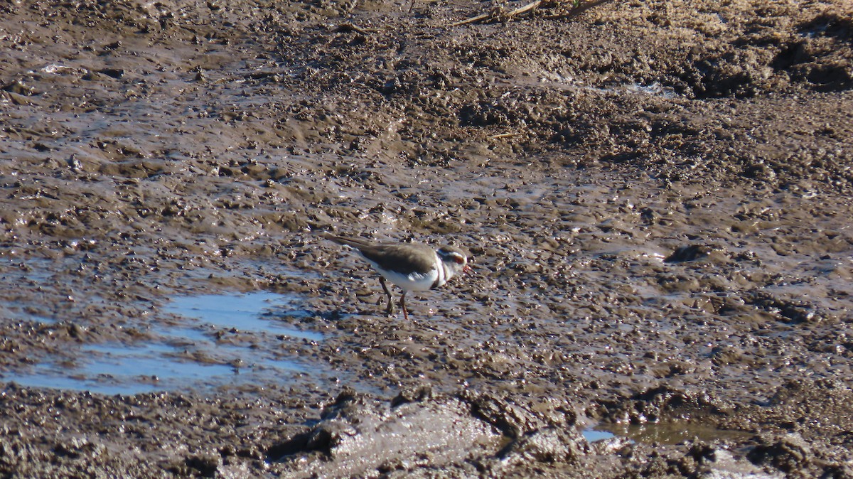 kulík třípásý (ssp. tricollaris) - ML620308321