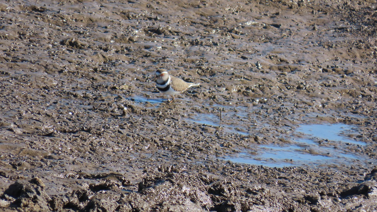 Three-banded Plover (African) - ML620308322