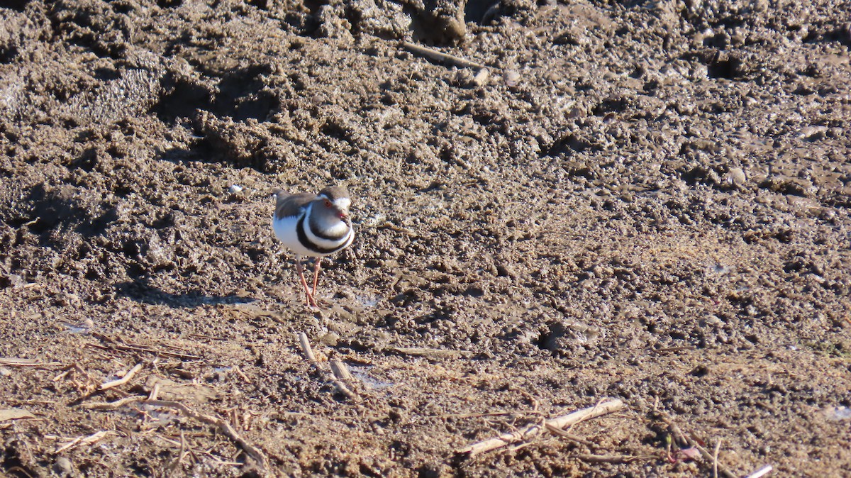 Three-banded Plover (African) - ML620308323