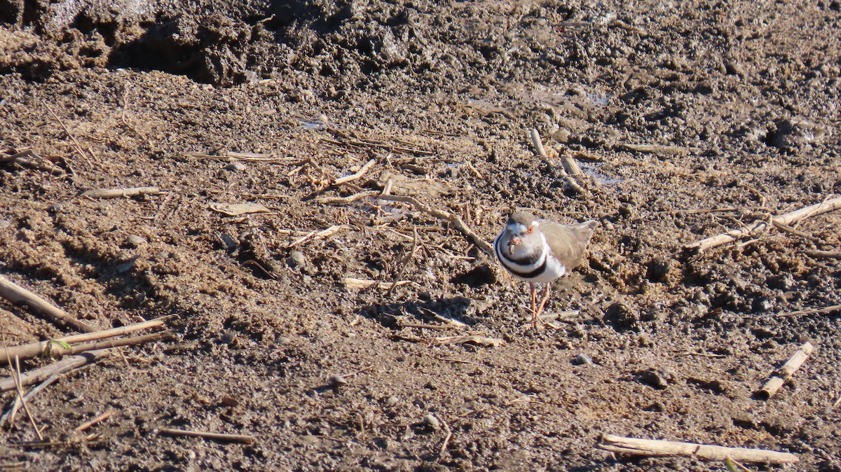 Three-banded Plover (African) - ML620308324