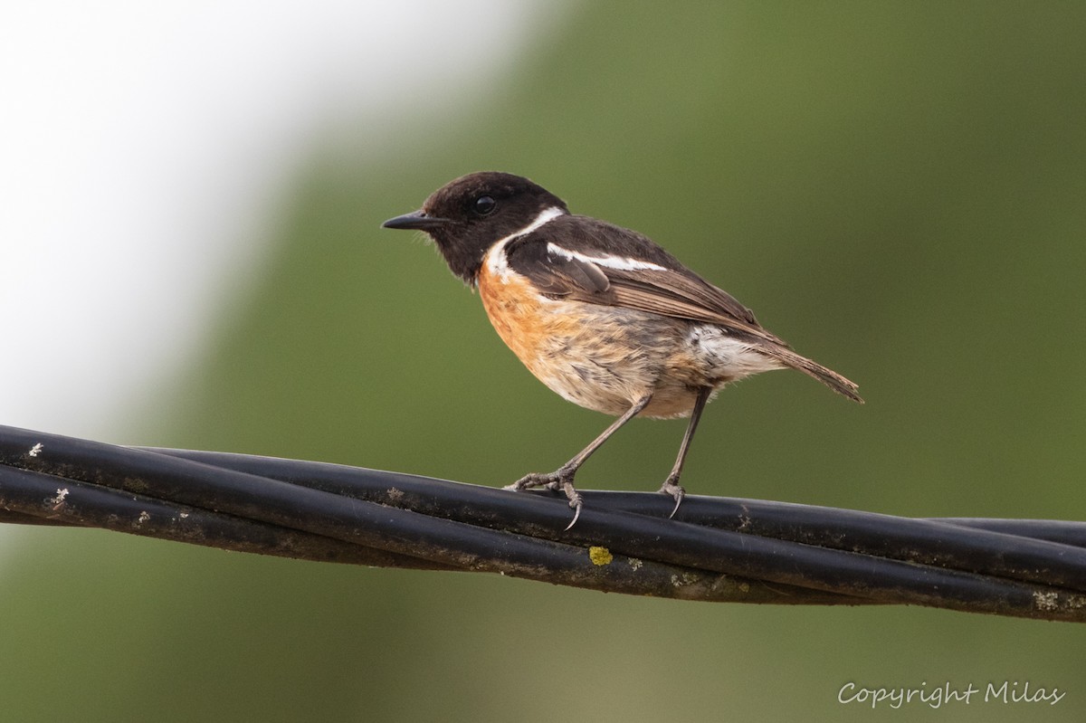 European Stonechat - ML620308326