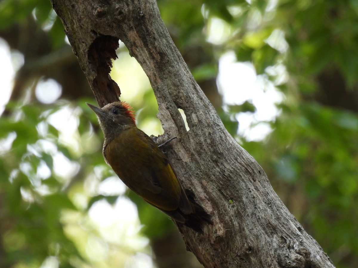 Little Woodpecker - ML620308327