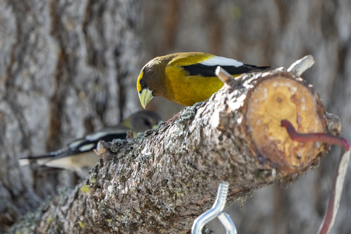 Evening Grosbeak - ML620308332