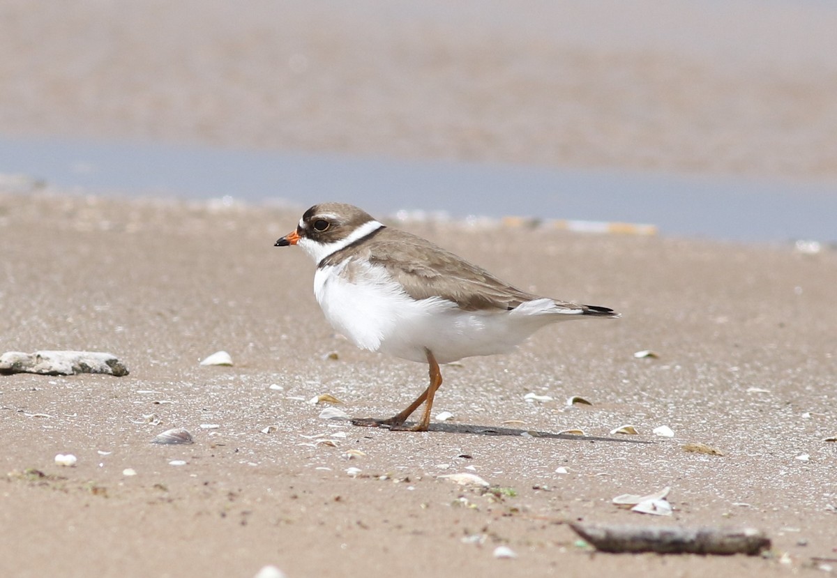 Semipalmated Plover - ML620308336