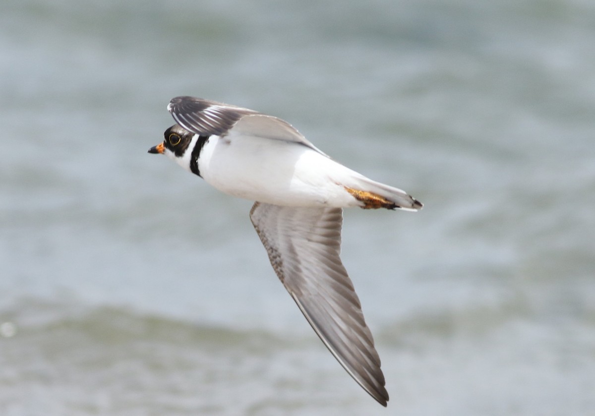 Semipalmated Plover - ML620308337
