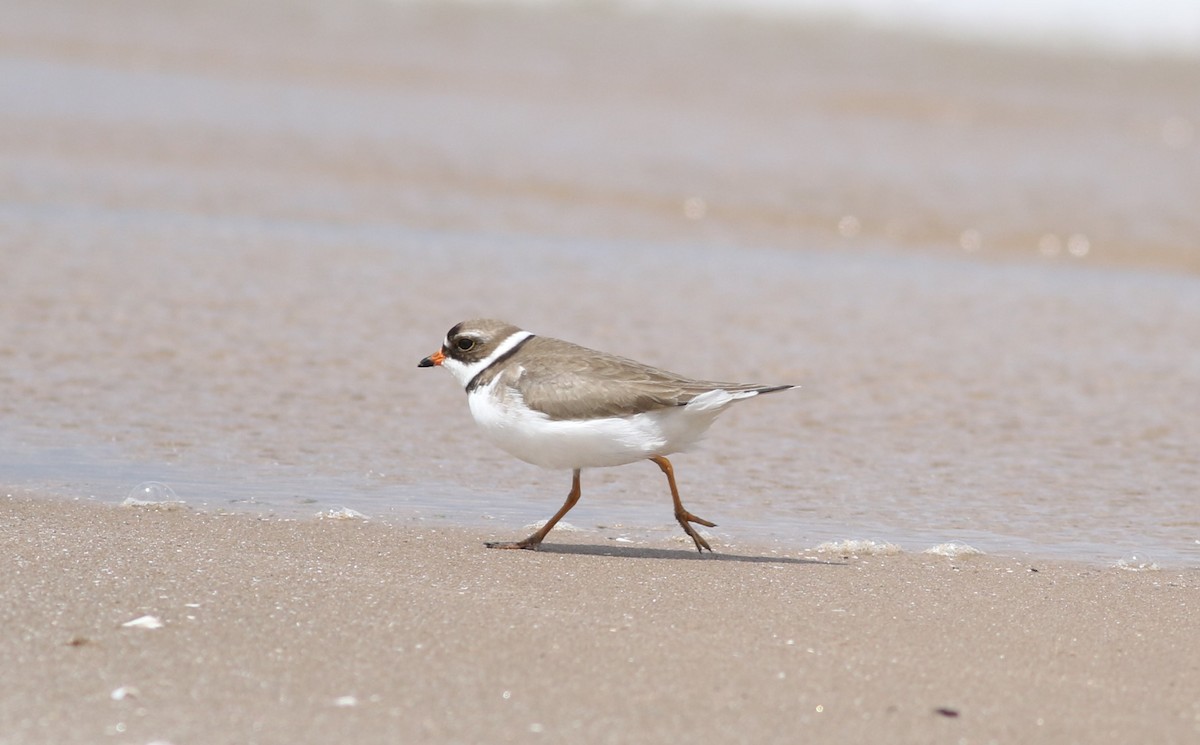 Semipalmated Plover - ML620308338