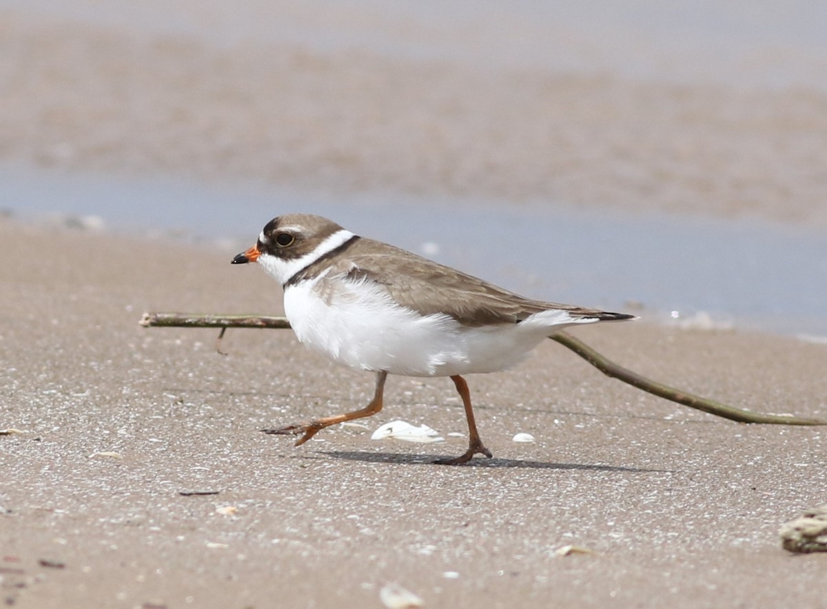 Semipalmated Plover - ML620308339