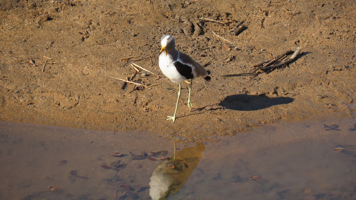 White-crowned Lapwing - ML620308341