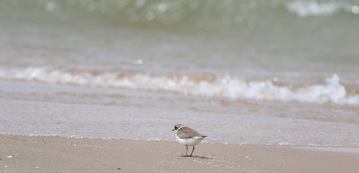 Semipalmated Plover - ML620308343