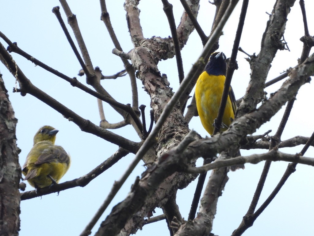 Yellow-crowned Euphonia - ML620308347