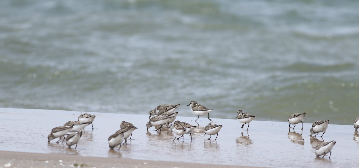 Semipalmated Sandpiper - ML620308350