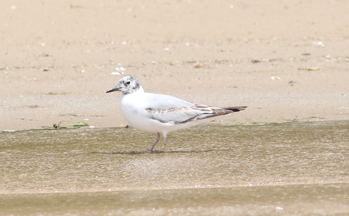 Bonaparte's Gull - ML620308353