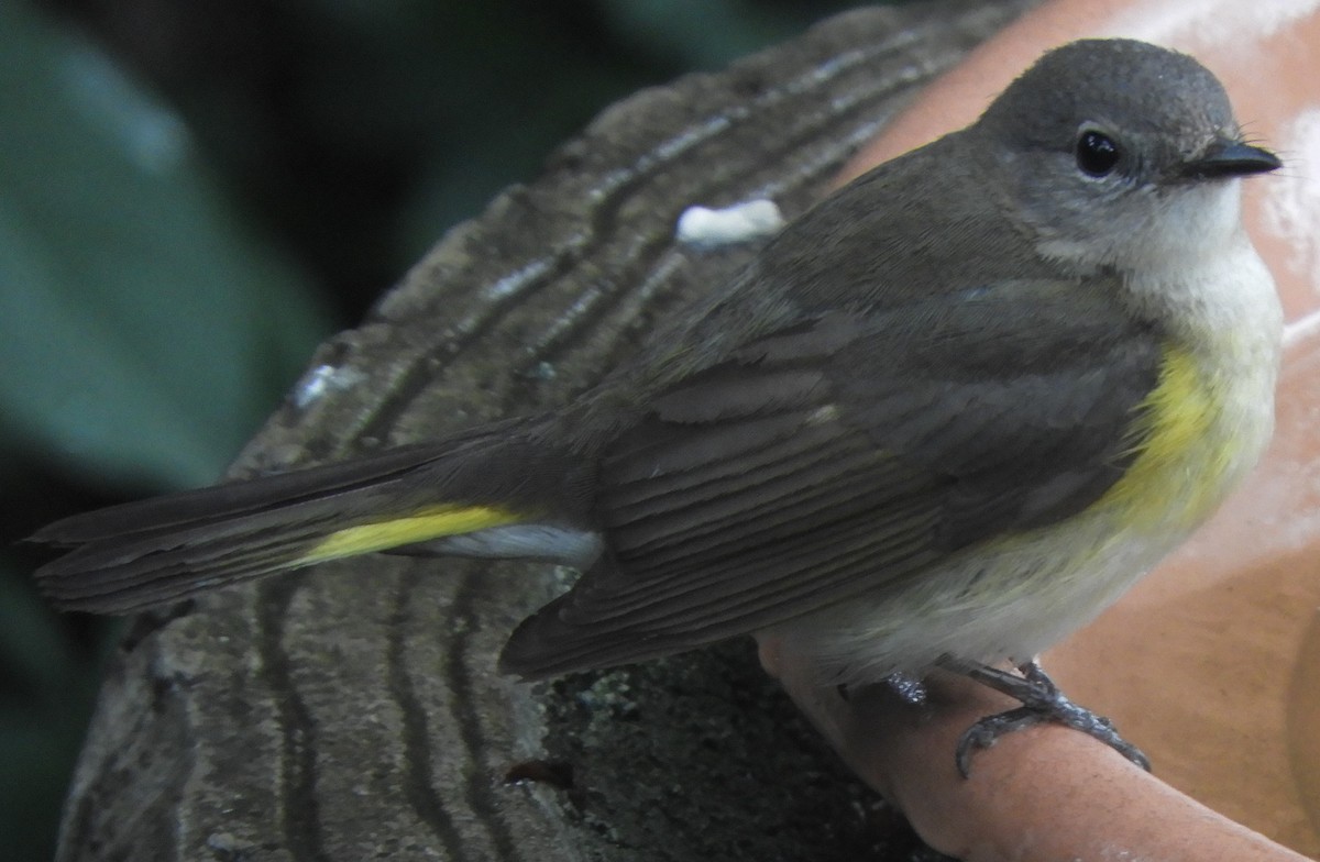 American Redstart - ML620308356