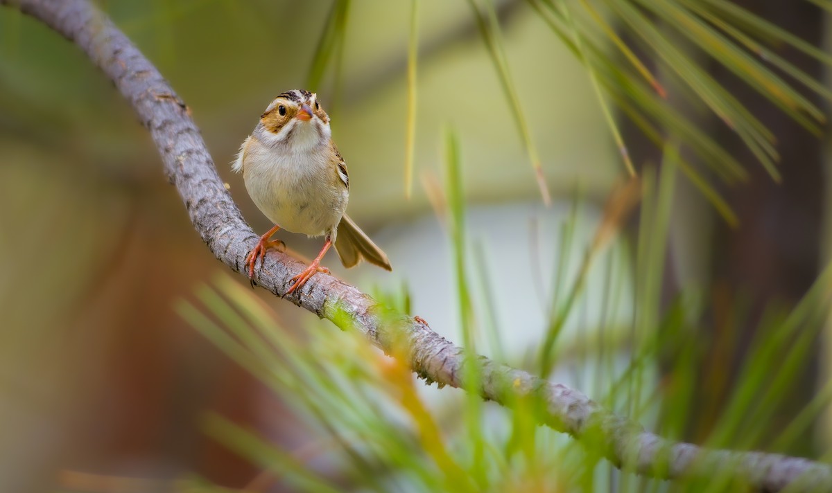 Clay-colored Sparrow - ML620308357