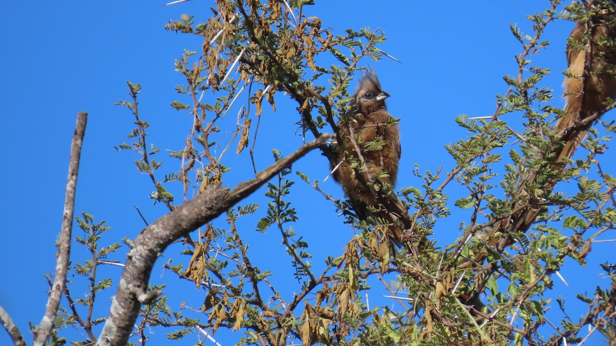 Speckled Mousebird - ML620308361