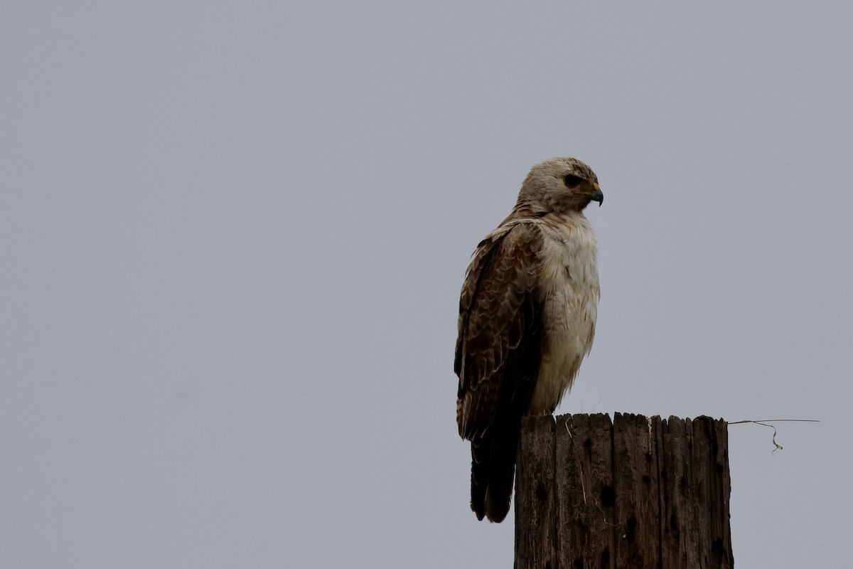 Rotschwanzbussard - ML620308362