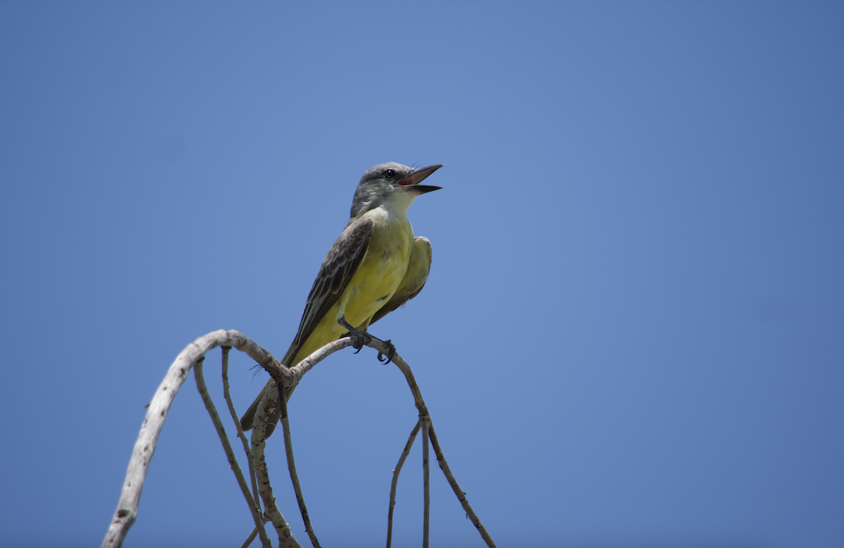 Tropical Kingbird - ML620308364