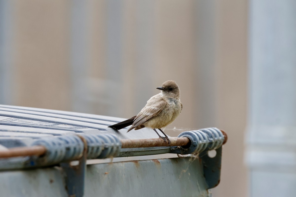 Say's Phoebe - ML620308366