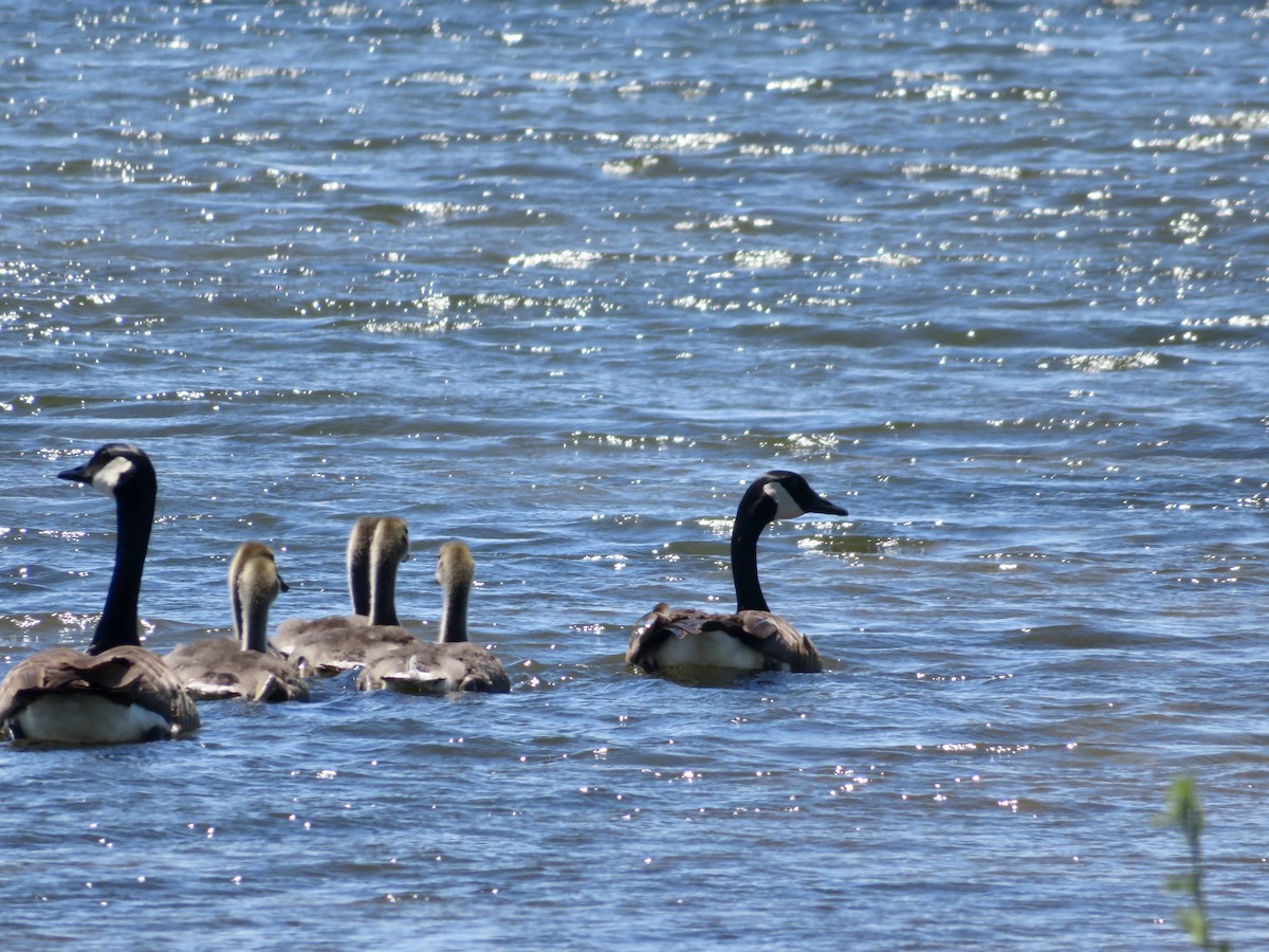 Canada Goose - ML620308370