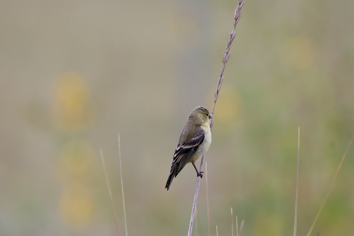 American Goldfinch - ML620308371