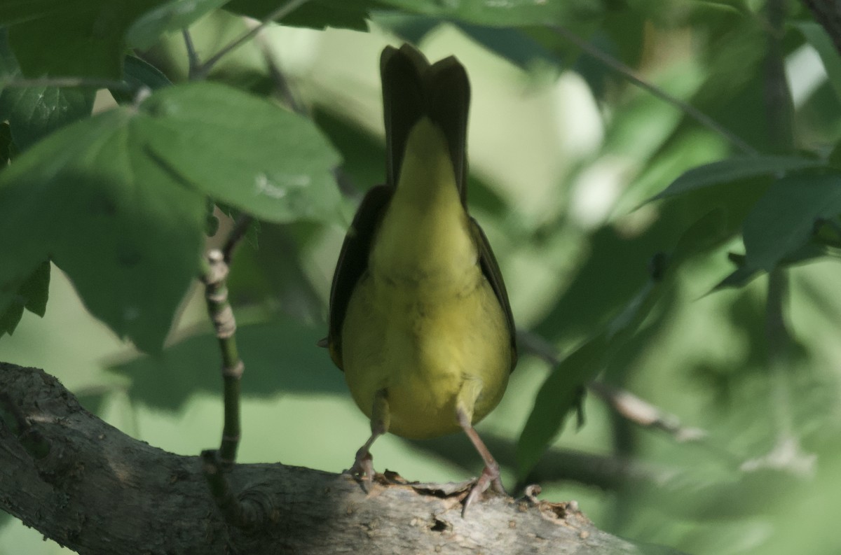 Mourning Warbler - ML620308375