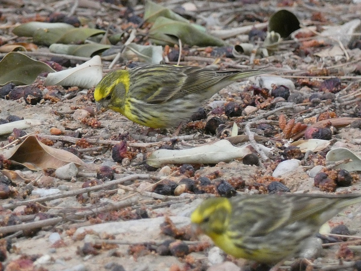 European Serin - ML620308377