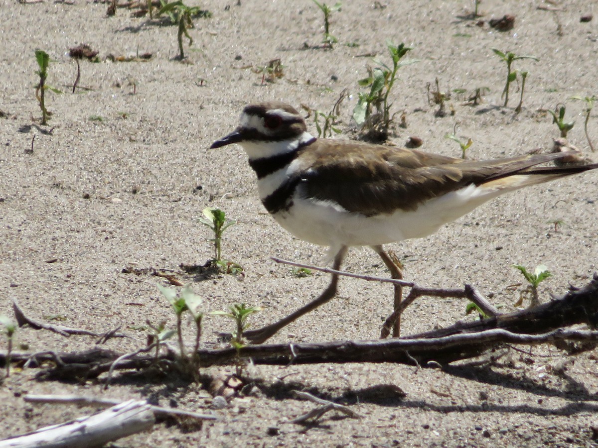 Killdeer - ML620308379