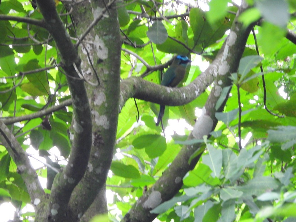 Motmot de Lesson - ML620308381