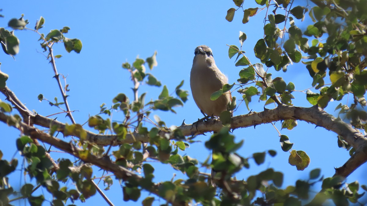 Brown-crowned Tchagra - ML620308383