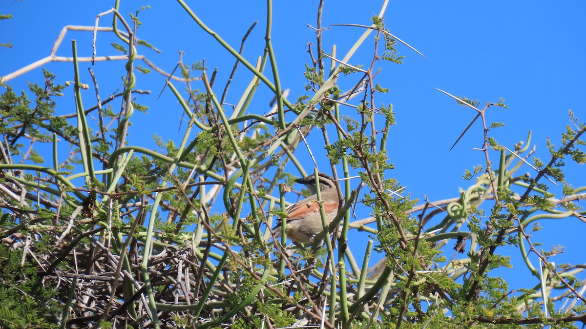 Brown-crowned Tchagra - ML620308384