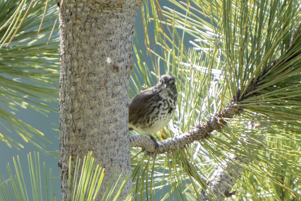 Fox Sparrow (Thick-billed) - ML620308386