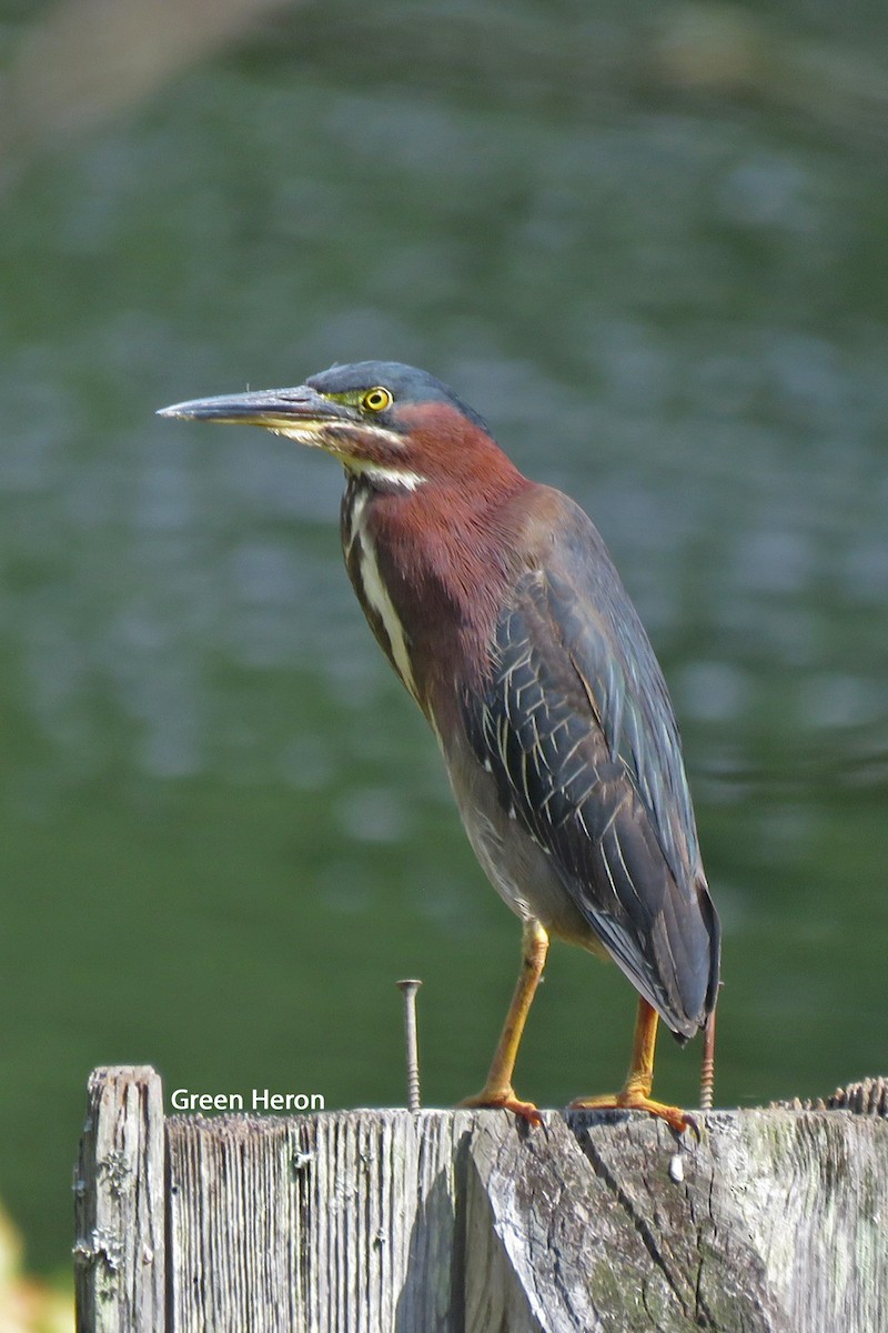 Green Heron - ML620308391