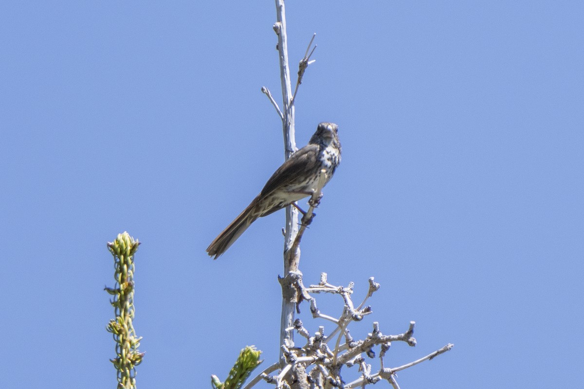 Fox Sparrow (Thick-billed) - ML620308399