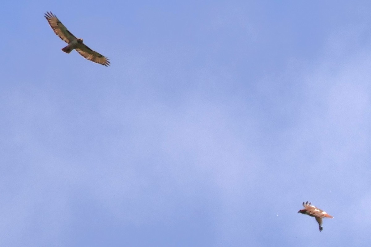 Red-tailed Hawk (borealis) - ML620308403