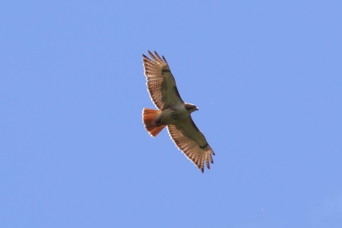 Red-tailed Hawk (borealis) - ML620308404