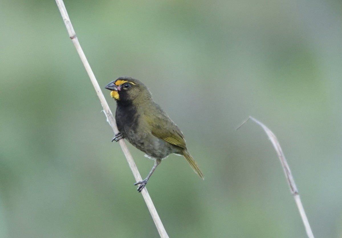 Yellow-faced Grassquit - ML620308405