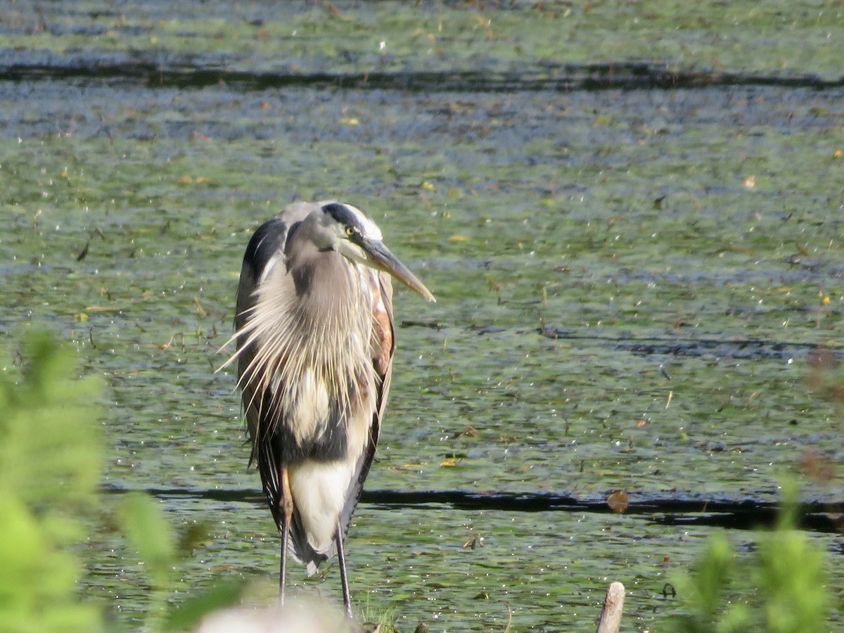 Garza Azulada - ML620308411