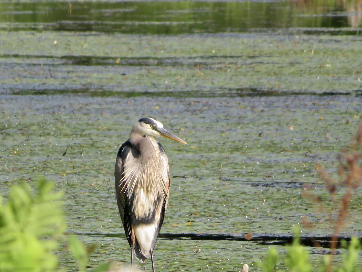 Great Blue Heron - ML620308415