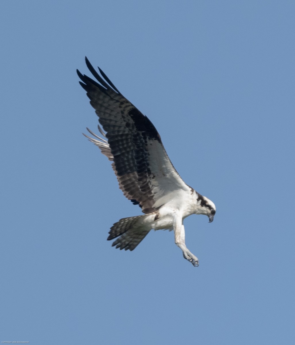 Balbuzard pêcheur - ML620308418