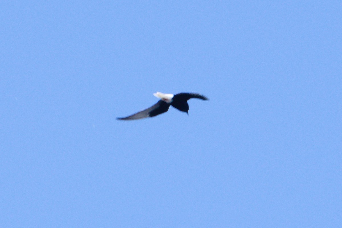 White-winged Tern - ML620308421
