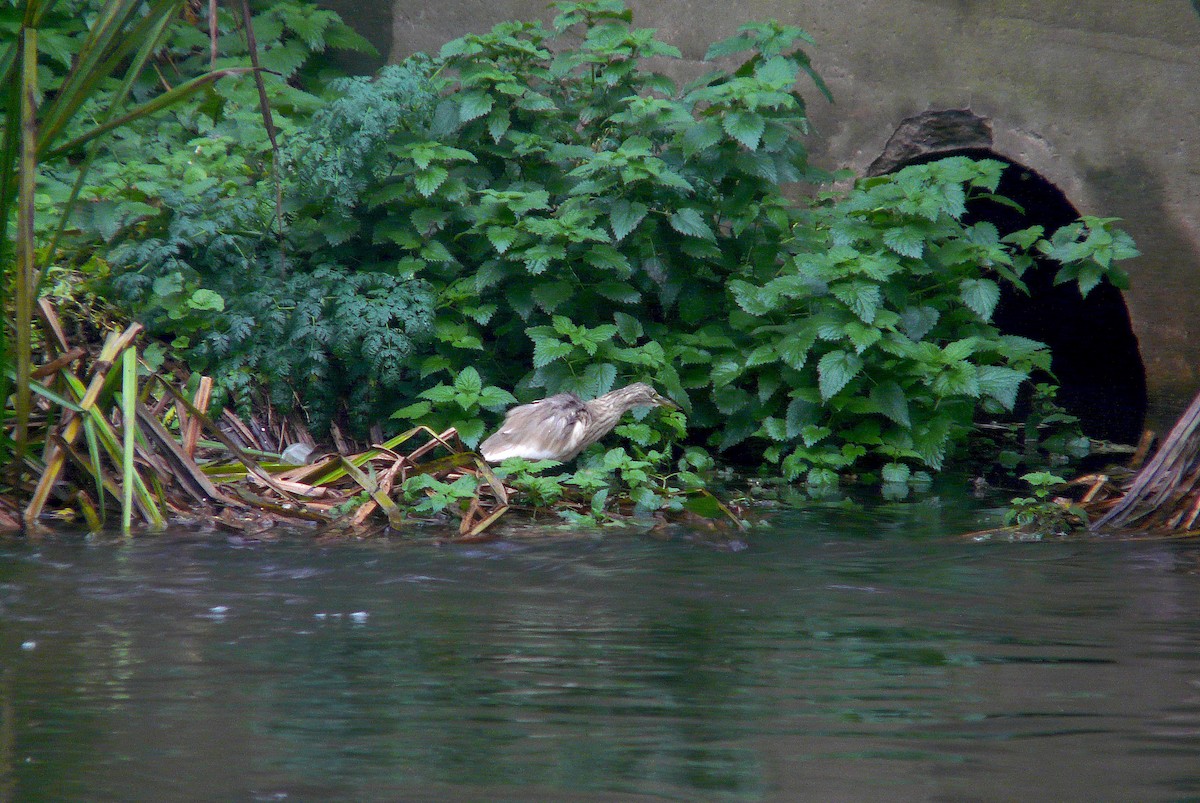 Squacco Heron - ML620308423