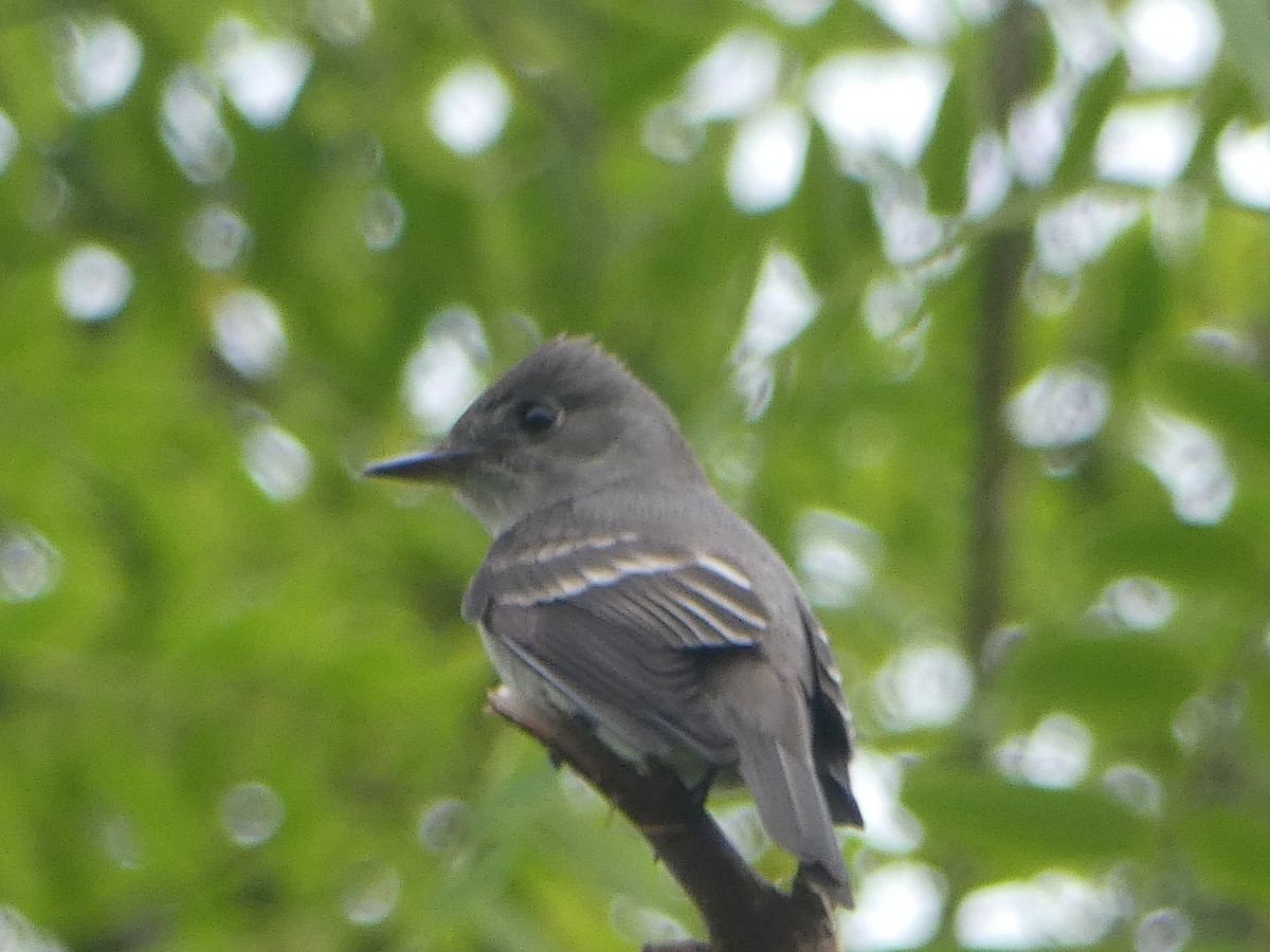 Western Wood-Pewee - ML620308426