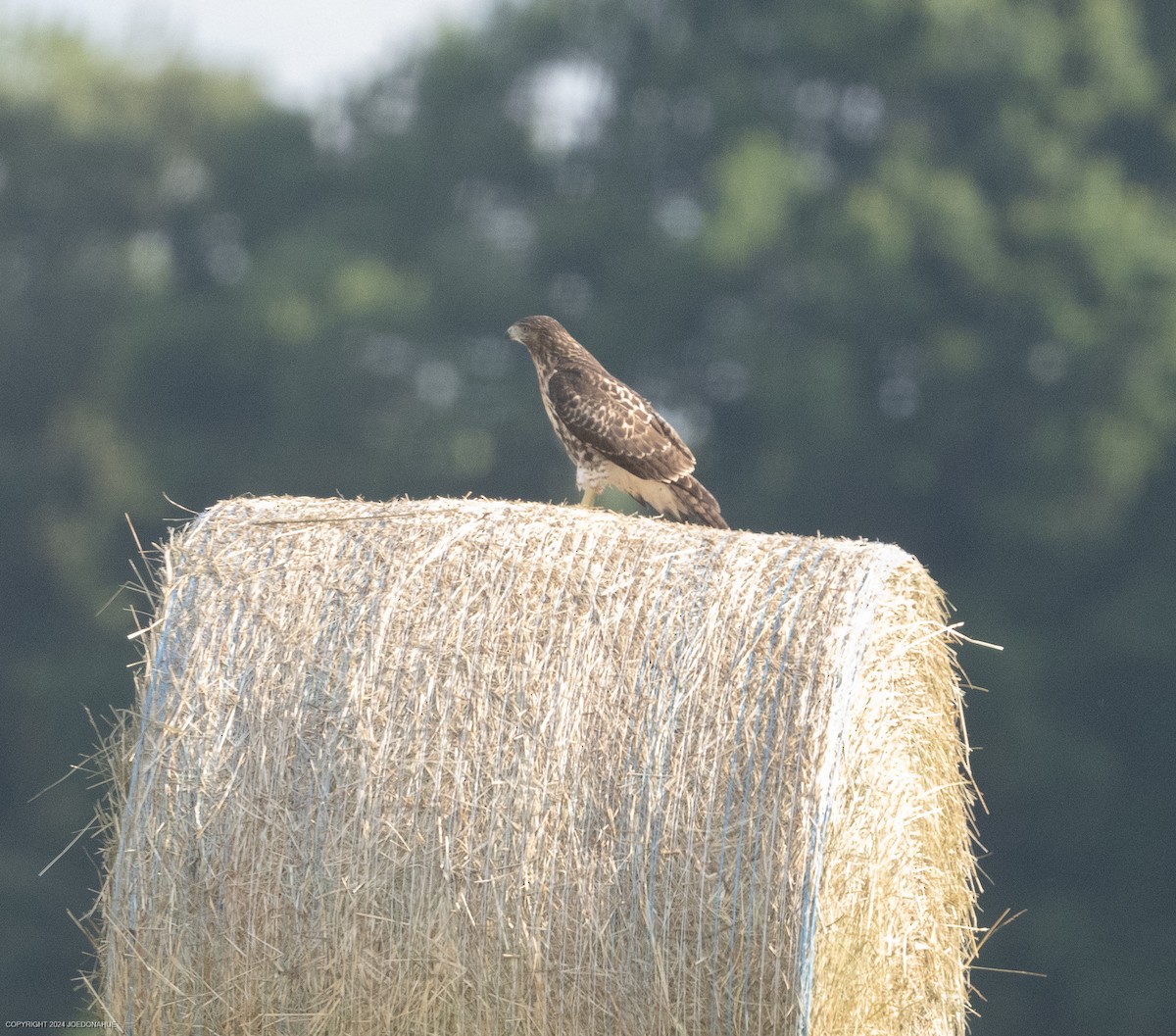 Red-tailed Hawk - ML620308429