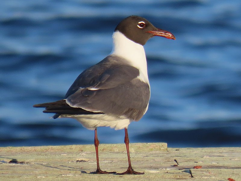 Gaviota Guanaguanare - ML620308430