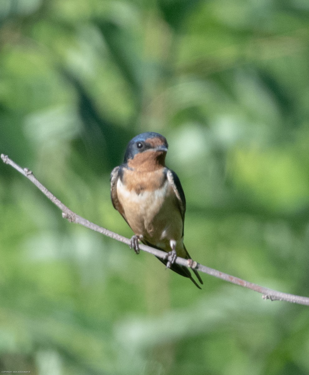 Barn Swallow - ML620308433