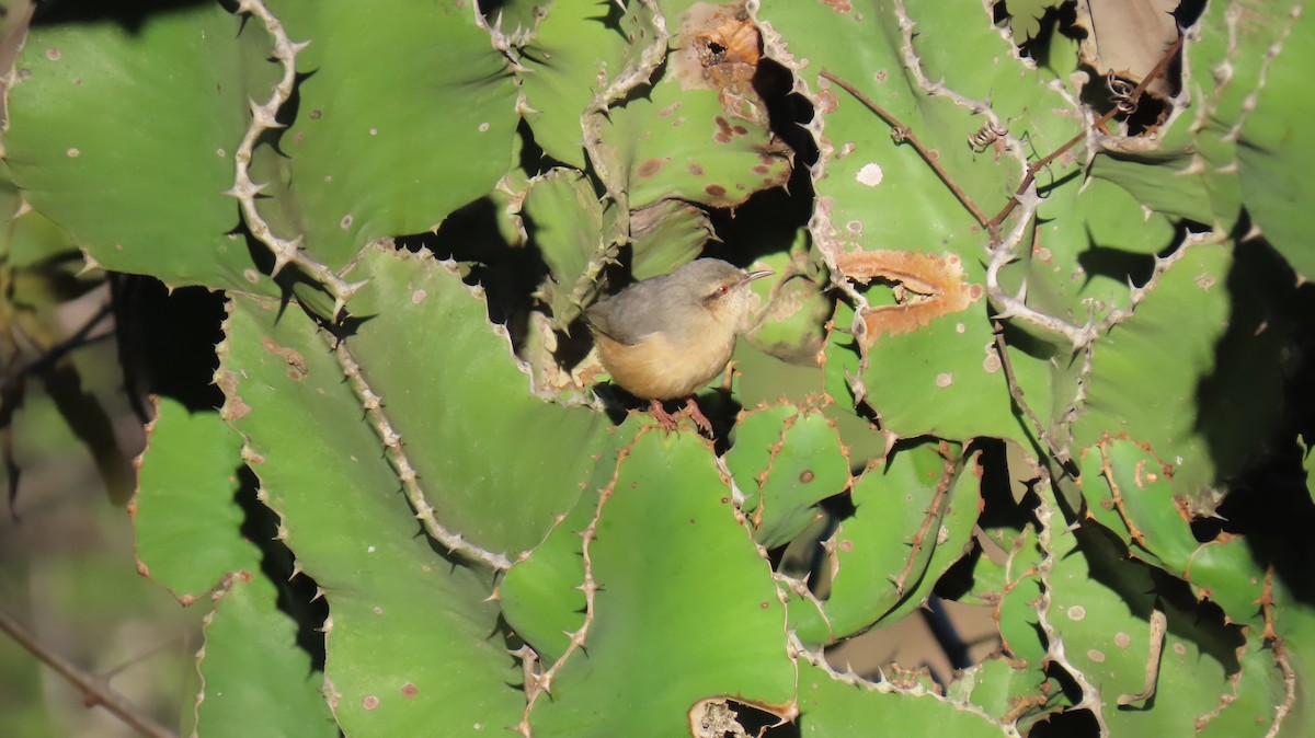 Green-backed Camaroptera (Green-backed) - ML620308442