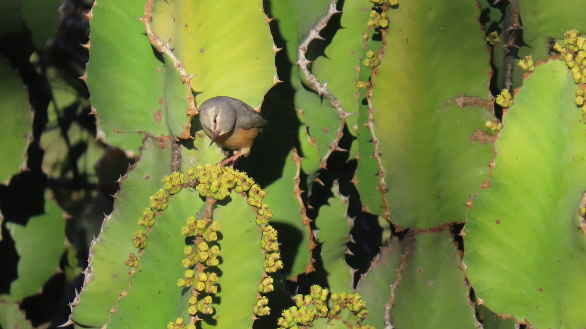 Green-backed Camaroptera (Green-backed) - ML620308443