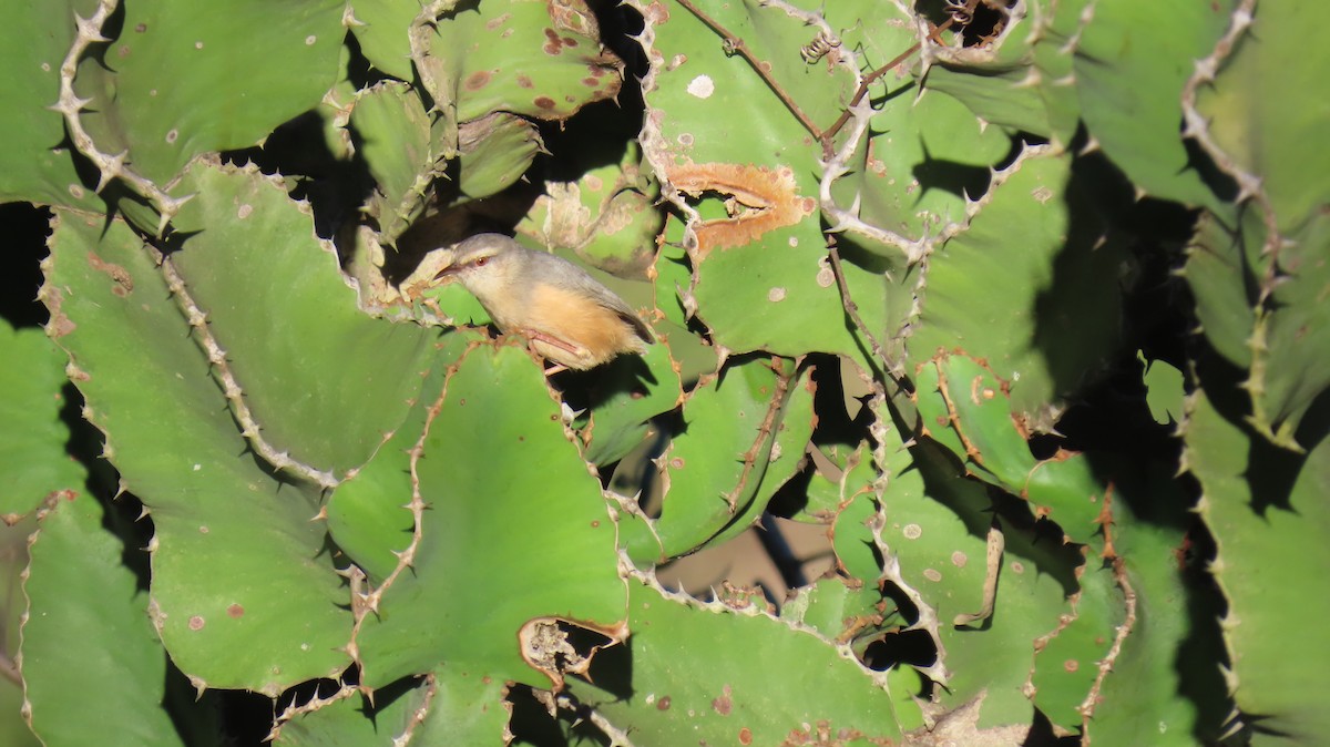 Green-backed Camaroptera (Green-backed) - ML620308444