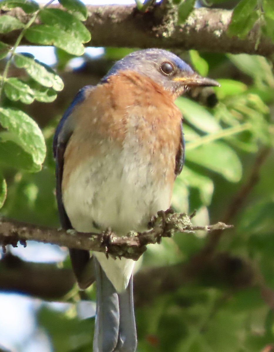 Eastern Bluebird - ML620308446