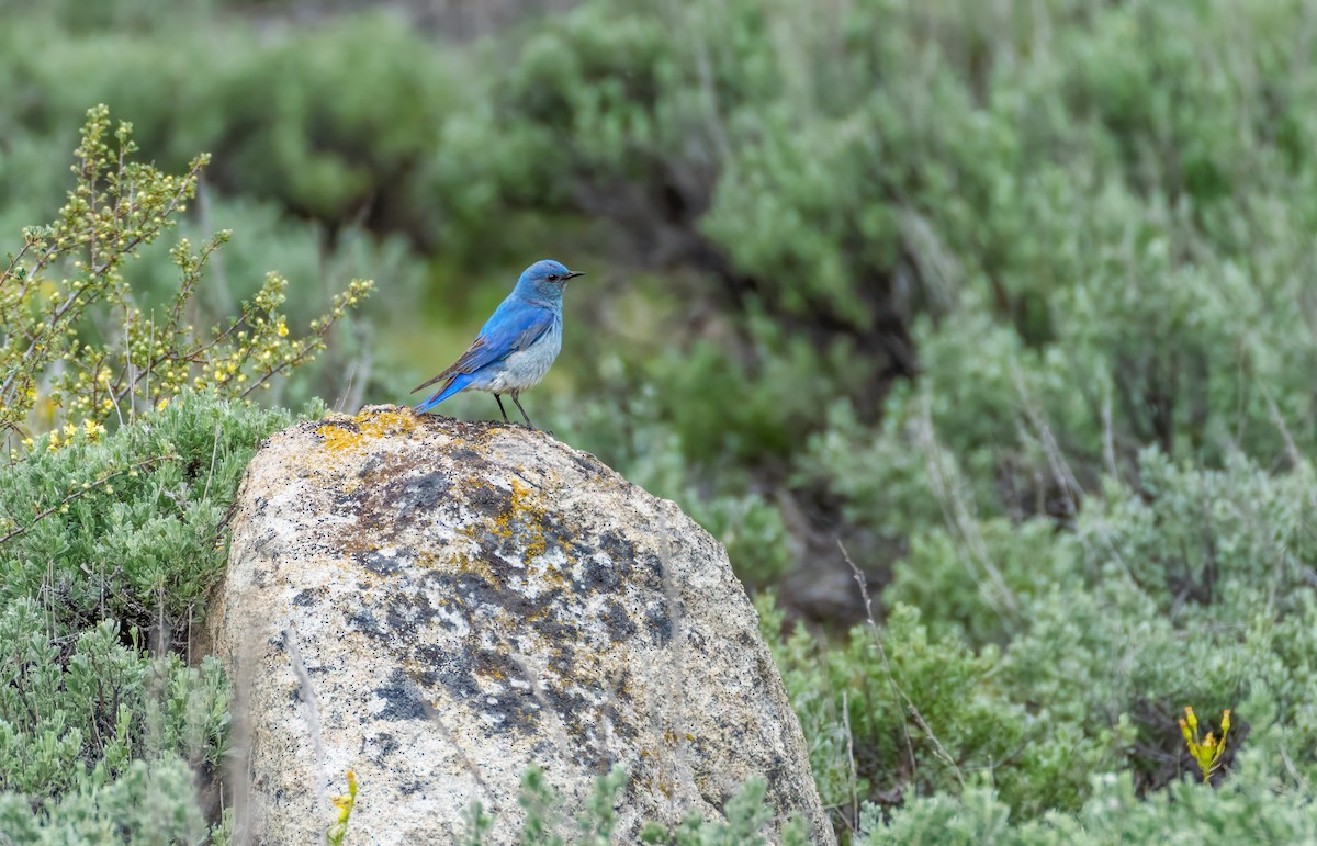 Mountain Bluebird - ML620308447